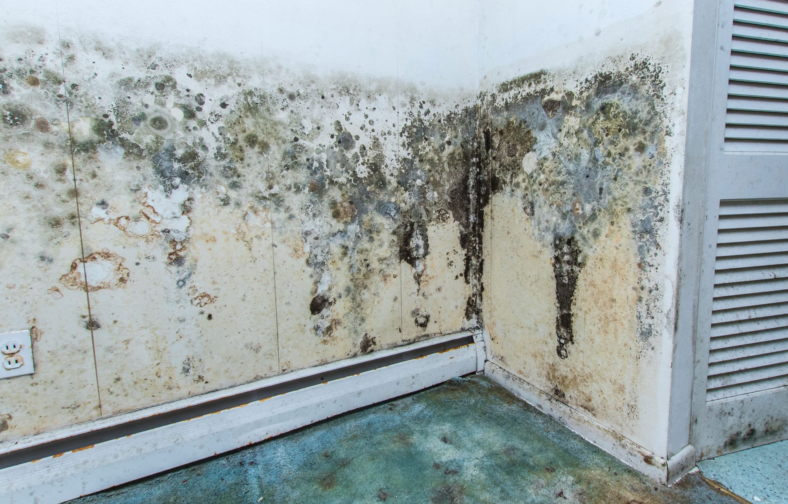 residential mold removal experts in Ontario